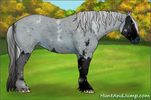 Horse Color:ERROR: UNKNOWN ANOMALY