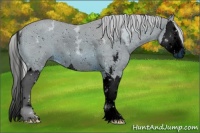 Horse Color:ERROR: UNKNOWN ANOMALY
