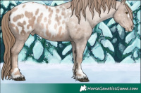 Horse Color:Liver Chestnut Ice Pearl Appaloosa 