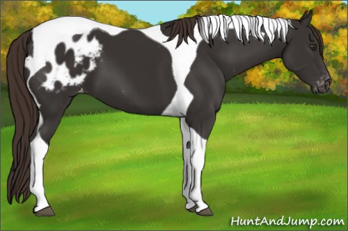 Horse Color:Liver Chestnut Tobiano Appaloosa 