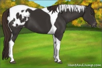 Horse Color:Liver Chestnut Tobiano Appaloosa 