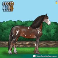 Horse Color:White Spotted Liver Chestnut Sabino