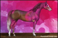 Horse Color:Liver Chestnut Splash 