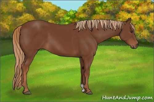 Horse Color:Unknown 