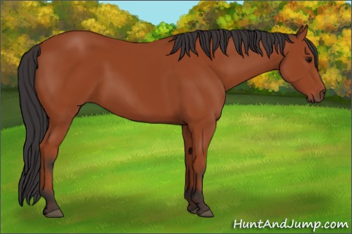 Horse Color:Bay 
