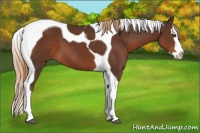 Horse Color:Liver Chestnut Splash Tobiano