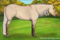 Horse Color:Silver Bay Dun