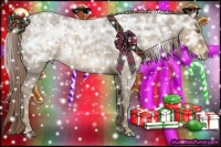 Horse Color:White Spotted Chocolate Palomino Ice Roan