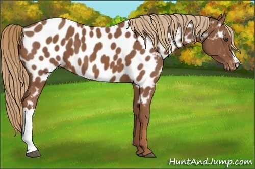 Horse Color:Chestnut Appaloosa