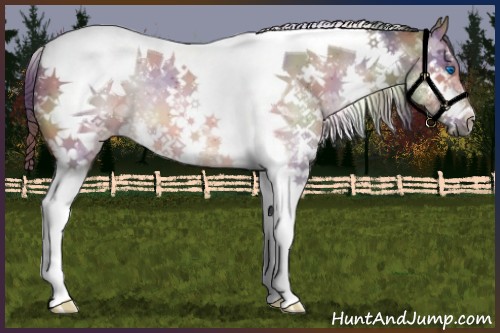Horse Color:Nacre Brown Splash Tobiano