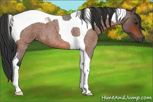 Horse Color:Bay Roan Tobiano