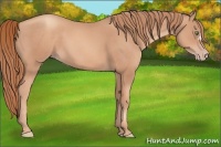 Horse Color:Gold Champagne