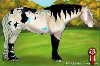 Horse Color:Chocolate Palomino Pearl Onyx Tobiano Appaloosa