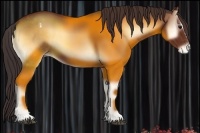 Horse Color:Bay Onyx Sabino Appaloosa 