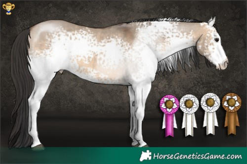 Horse Color:White Spotted Brown Dun Sabino 