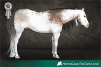 Horse Color:White Spotted Brown Dun Sabino