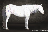 Horse Color:Nacre White Spotted Brown Ice Appaloosa