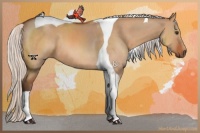 Horse Color:Silver Bay Dun Tobiano 