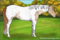 Horse Color:Smoky Black Pearl Tobiano Appaloosa Rabicano 