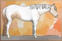 Horse Color:Smoky Black Pearl Tobiano
