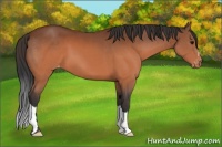 Horse Color:Brown Appaloosa 