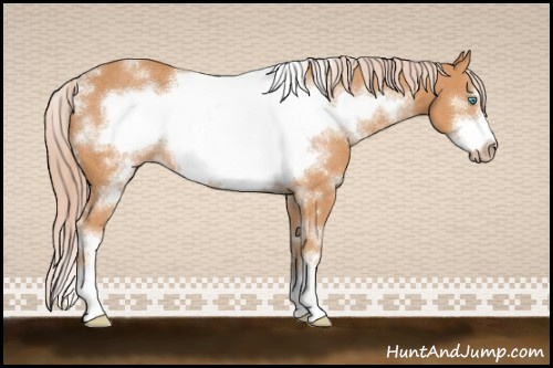 Horse Color:Gray White Spotted Cremello Sabino Frame