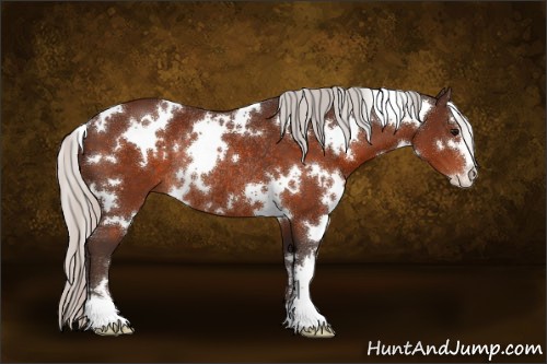 Horse Color:White Spotted Silver Brown Sabino Rabicano