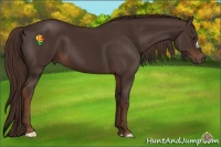 Horse Color:Liver Chestnut 