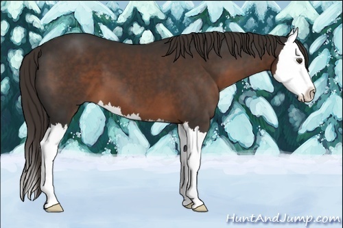 Horse Color:Liver Chestnut Sabino Splash 
