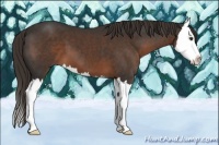 Horse Color:Liver Chestnut Sabino Splash