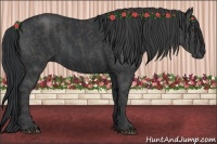 Horse Color:Black  Brindle