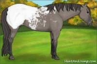 Horse Color:Grullo Appaloosa 