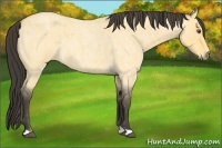Horse Color:Buckskin Roan Dun 