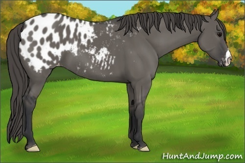 Horse Color:Grullo Appaloosa 