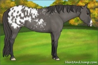 Horse Color:Grullo Appaloosa 