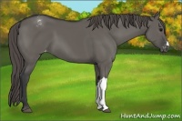 Horse Color:Grullo Appaloosa 