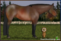 Horse Color:Gray Bay Rabicano