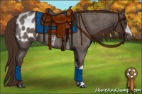 Horse Color:Liver Red Roan Appaloosa 