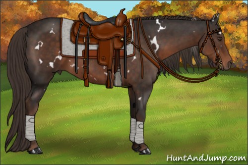 Horse Color:White Spotted Liver Chestnut 