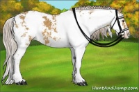 Horse Color:Palomino Sabino