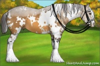 Horse Color:White Spotted Buckskin Sabino 