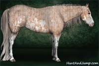 Horse Color:Bay Splash Frame Appaloosa  and Bay Splash Frame Appaloosa 