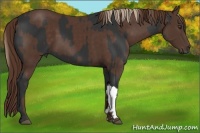 Horse Color:Liver Chestnut  and Liver Chestnut 