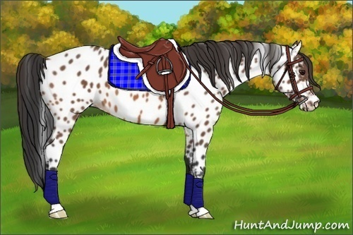 Horse Color:Bay Near Leopard 