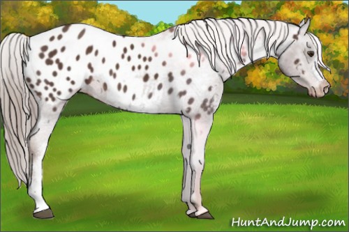 Horse Color:Liver Chestnut Appaloosa 