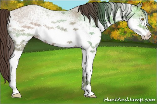 Horse Color:White Spotted Classic Champagne Ice