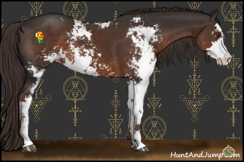 Horse Color:Liver Chestnut Sabino Rabicano 