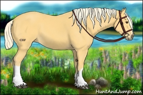 Horse Color:Palomino 