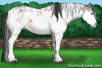 Horse Color:Bay Sabino 