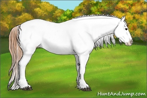 Horse Color:Buckskin Near Leopard